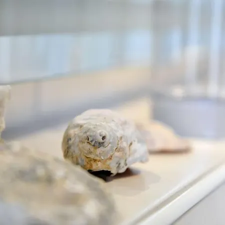 Haus Bene-vivere / Og-appartement *